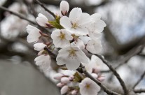 Branch Brook Park – Newark, NJ